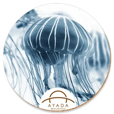 Round - Imprint Now - AUS