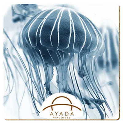 Square - Imprint Now - AUS