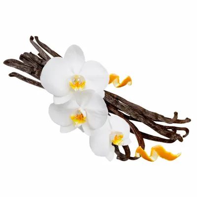 Vanilla - Imprint Now - AUS