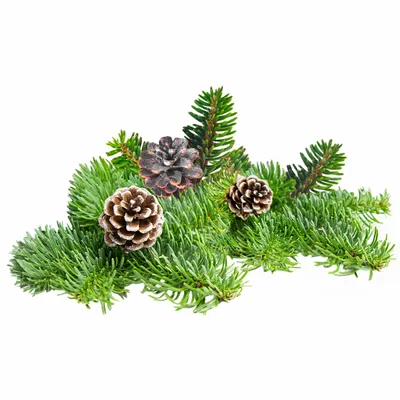 Pine - Imprint Now - AUS