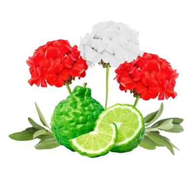 Cedar & Geranium - Imprint Now - AUS