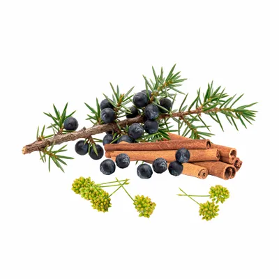 Juniper Berry - Imprint Now - AUS