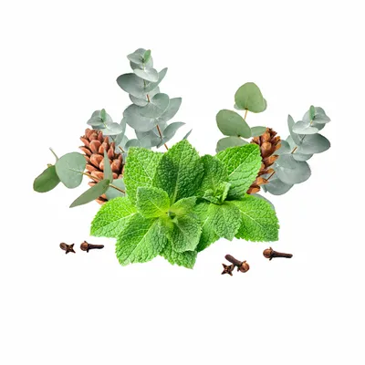 Eucalyptus & Mint - Imprint Now - AUS